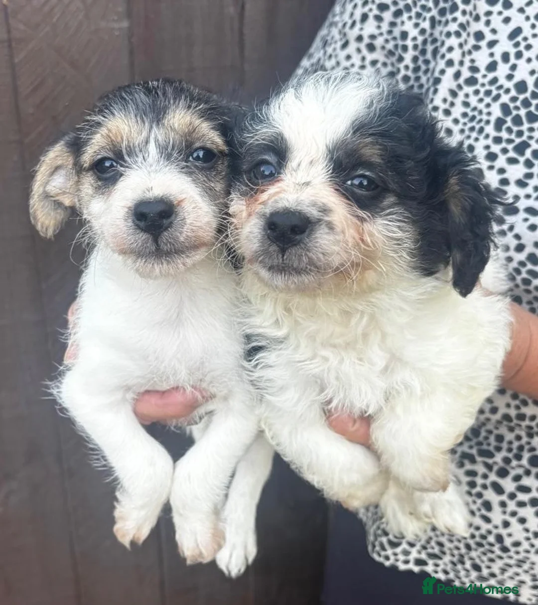 Mixed Breed dogs for sale: 4 beautiful bichion X Jack russle pups for sale in Newbury - Advert 1