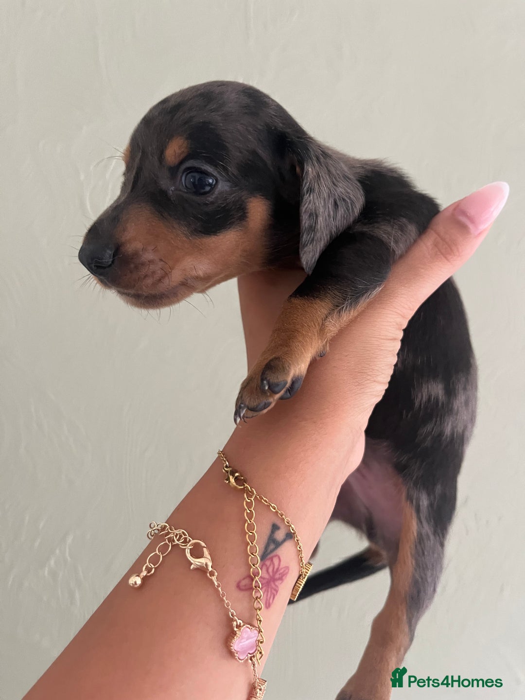 Miniature Dachshund dogs for sale: Miniature dachshunds  - Image 15