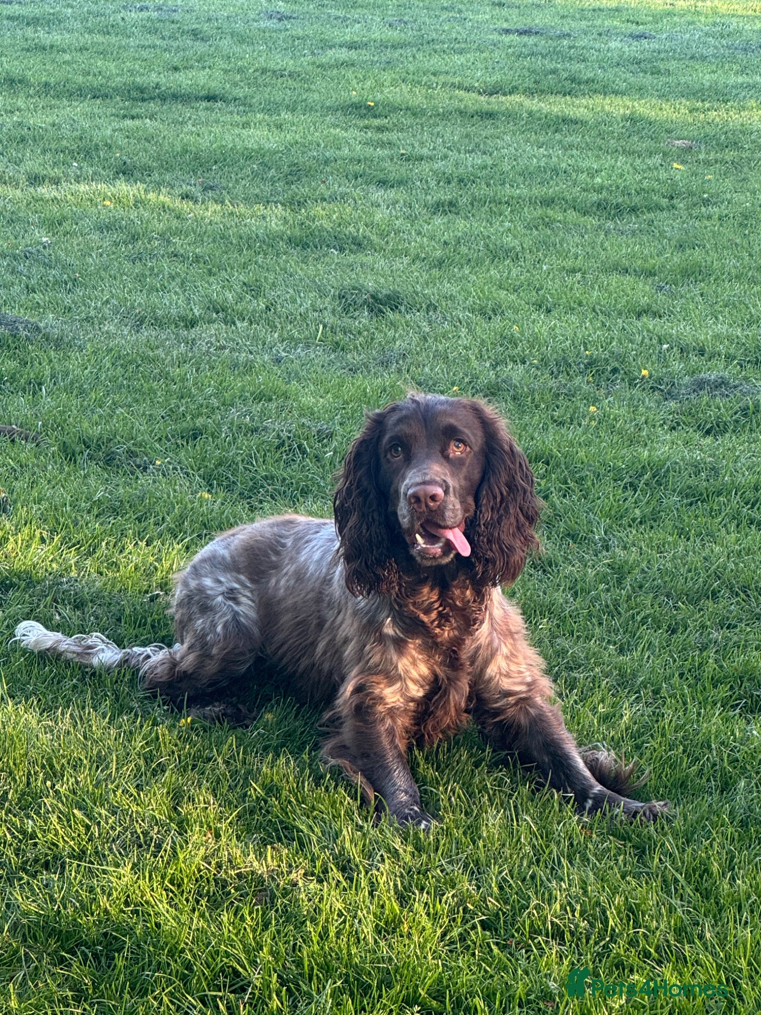 Cocker Spaniel dogs Rufus - Advert 2