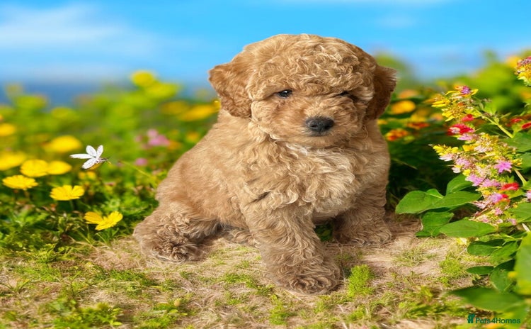 Toy Poodle dogs - Advert 5