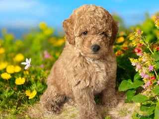 Toy Poodle dogs Toy poodle puppies ready now. Ellon. Aberdeenshire - Advert 15