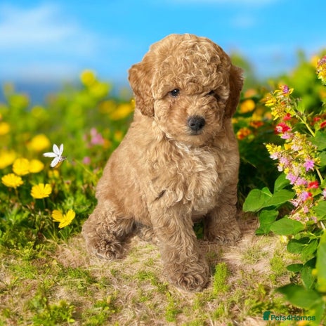 Toy Poodle dogs - Advert 5