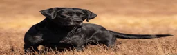 Labrador Retriever dogs for sale: International FTCH sired working Labrador pups  in Liverpool - Advert 4