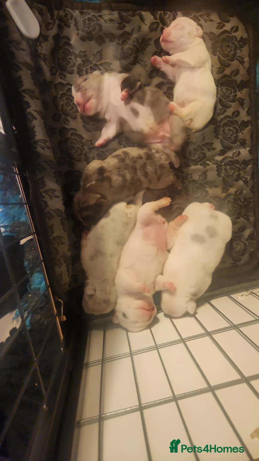 French Bulldog dogs for stud: Blue and tan quad merle in Sheffield - Advert 31