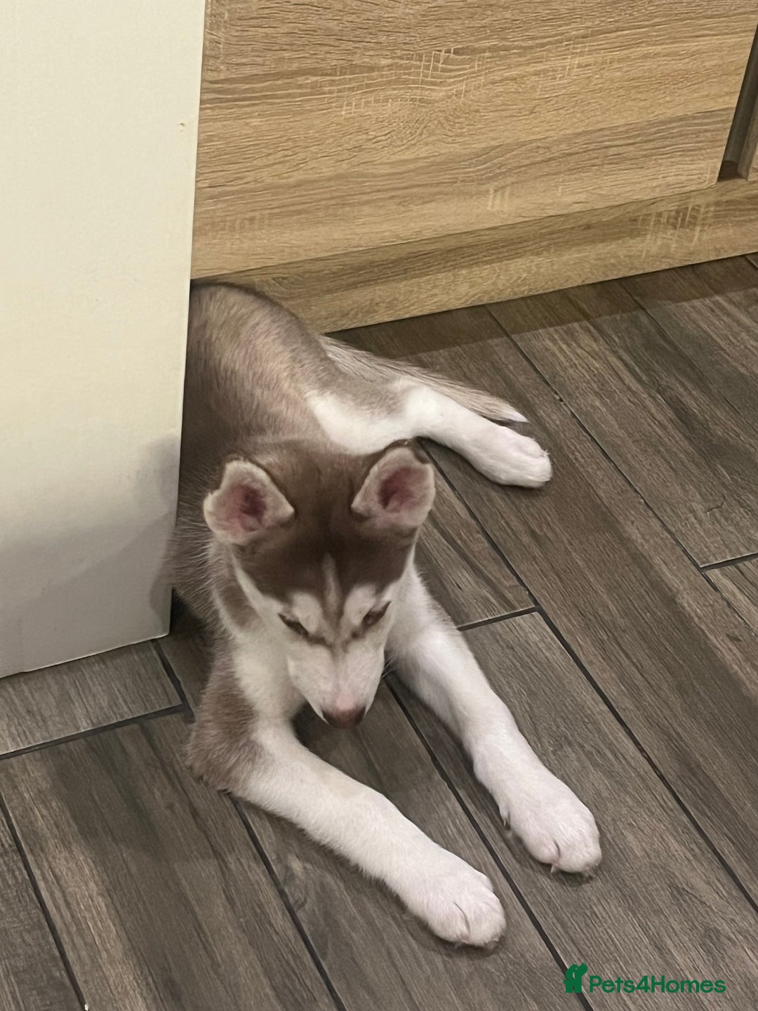 Siberian Husky dogs for sale: Siberian Husky puppies  - Advert 39