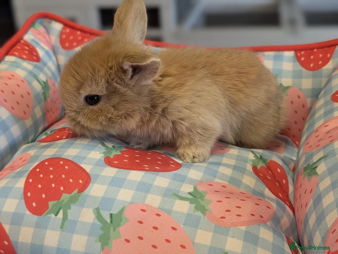 Mixed Breed rabbits for sale: Mini Lop x Netherland Dwarf Bunnies🐇 - Advert 2