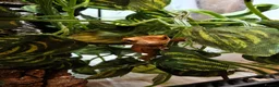 Gecko reptiles for sale: Unsexed Baby Crested Geckos - Advert 5
