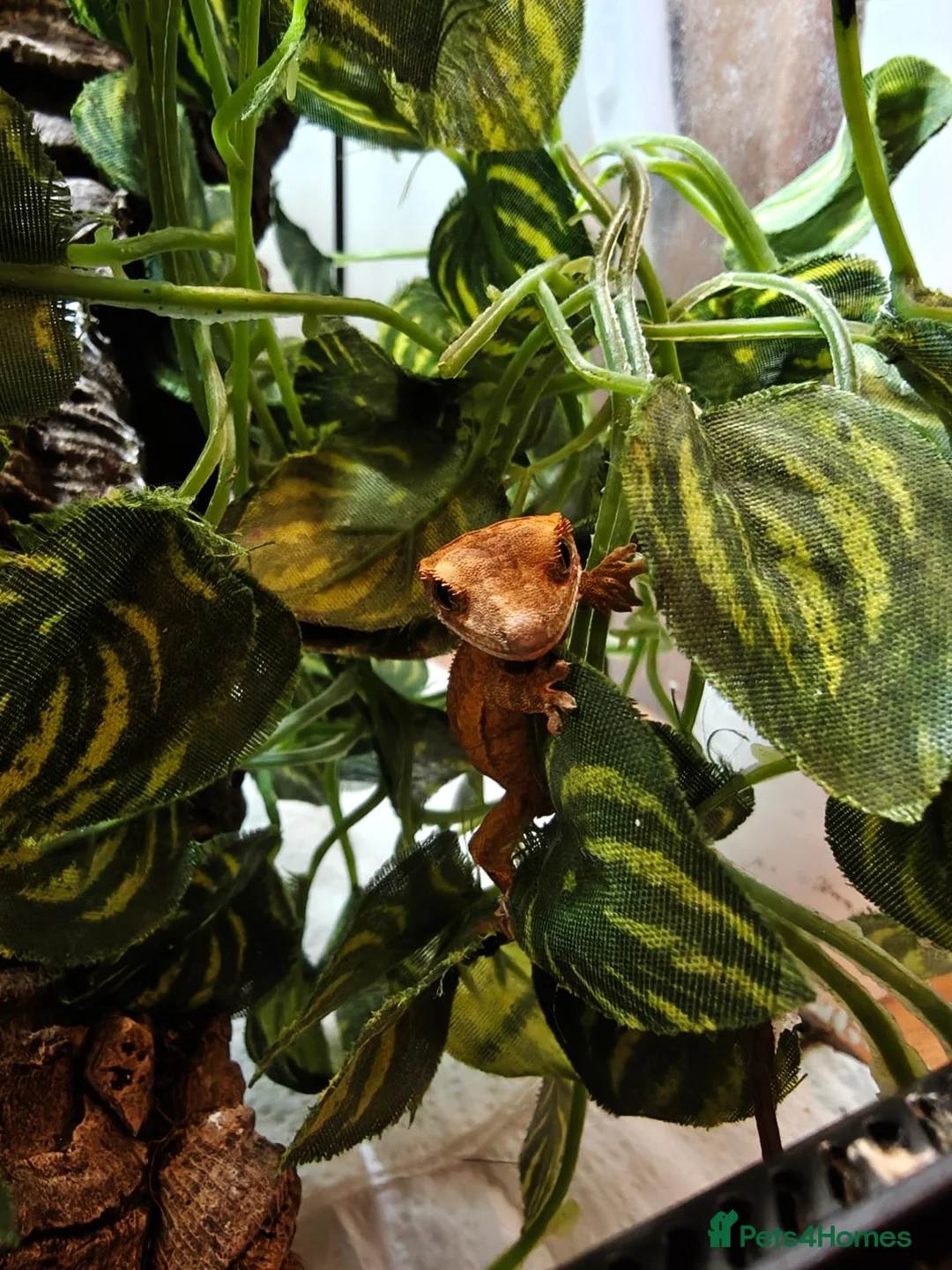 Gecko reptiles for sale: Unsexed Baby Crested Geckos - Advert 5