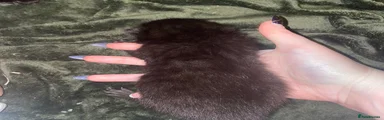 Domestic Shorthair Kitten 1