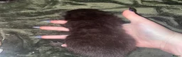 Domestic Shorthair cats for sale: 4 black 1 tabby  - Advert 2