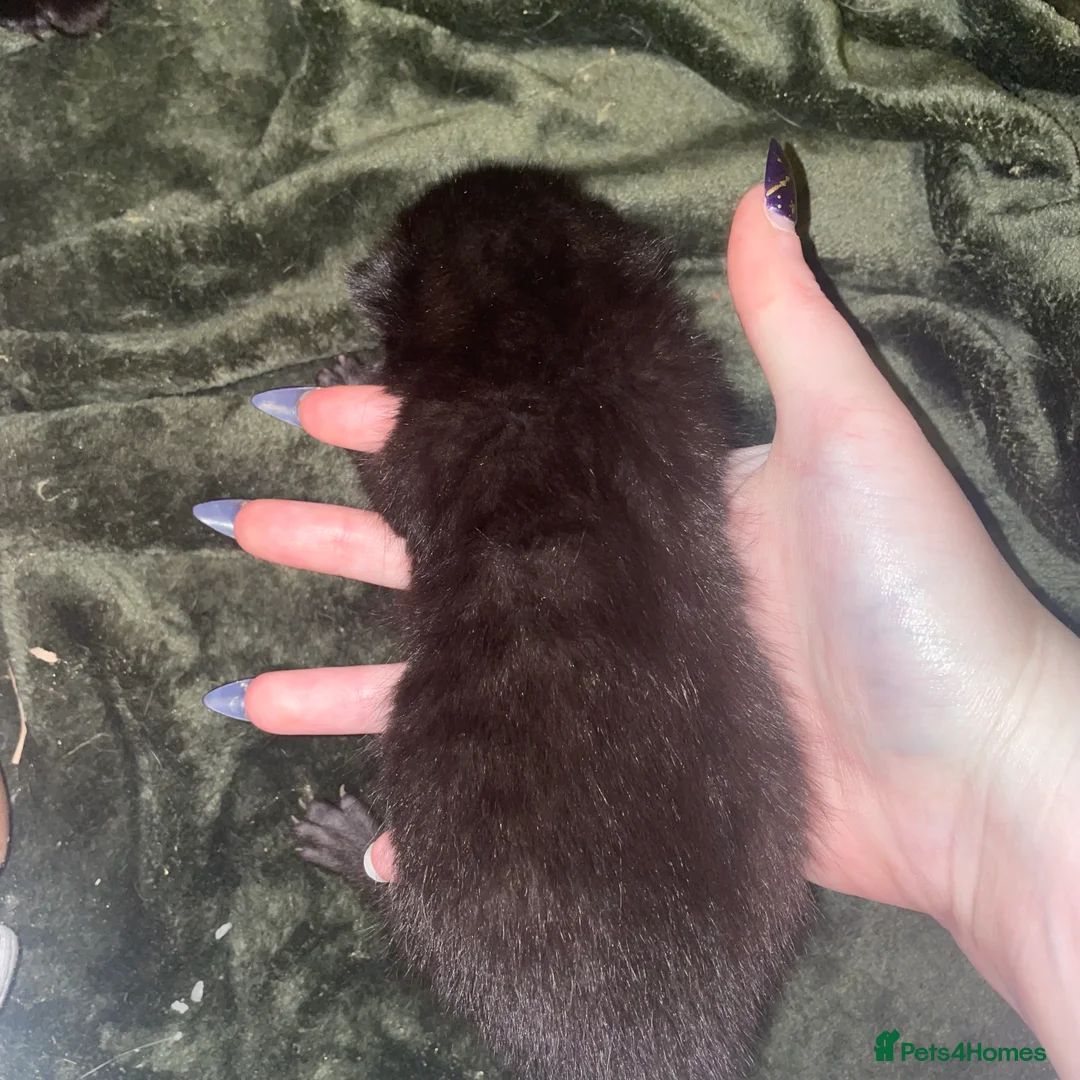 Domestic Shorthair cats for sale: 4 black 1 tabby  - Advert 2