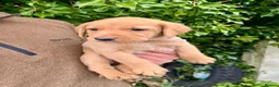 Labrador Retriever dogs for sale: Fox red labrador puppies - Advert 5