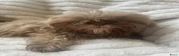 Shih Tzu dogs for sale: Beautiful shihtzu pups  - Advert 7
