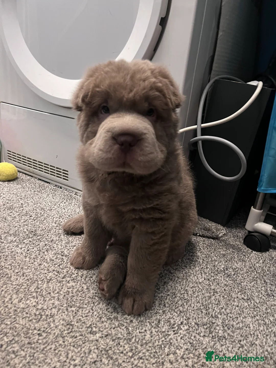 Gallery Image {{count}}