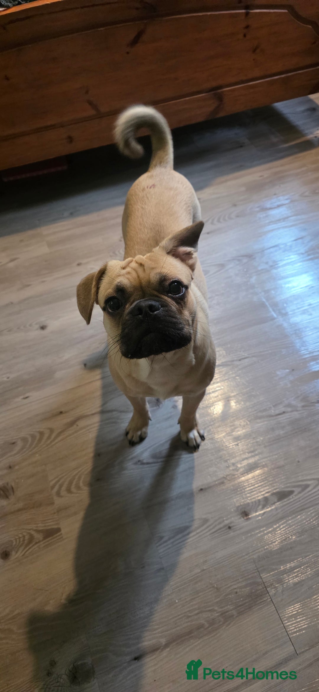 Mixed Breed dogs for sale: Bear for rehome - Advert 9