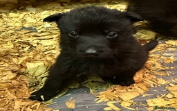 German Shepherd dogs for sale: KC Reg Working Line GSD pups. - Image 19