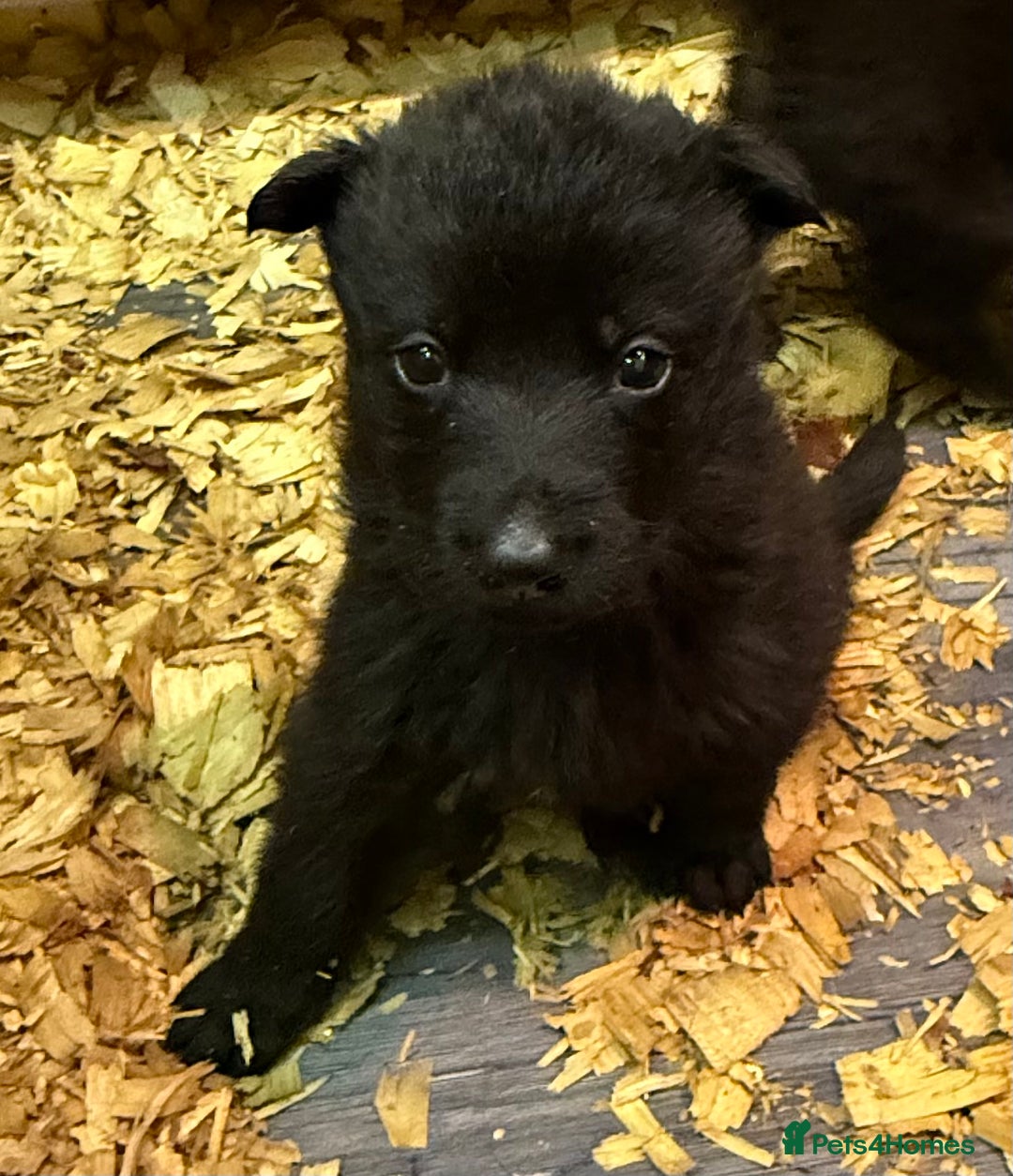 German Shepherd dogs for sale: KC Reg Working Line GSD pups. - Image 19