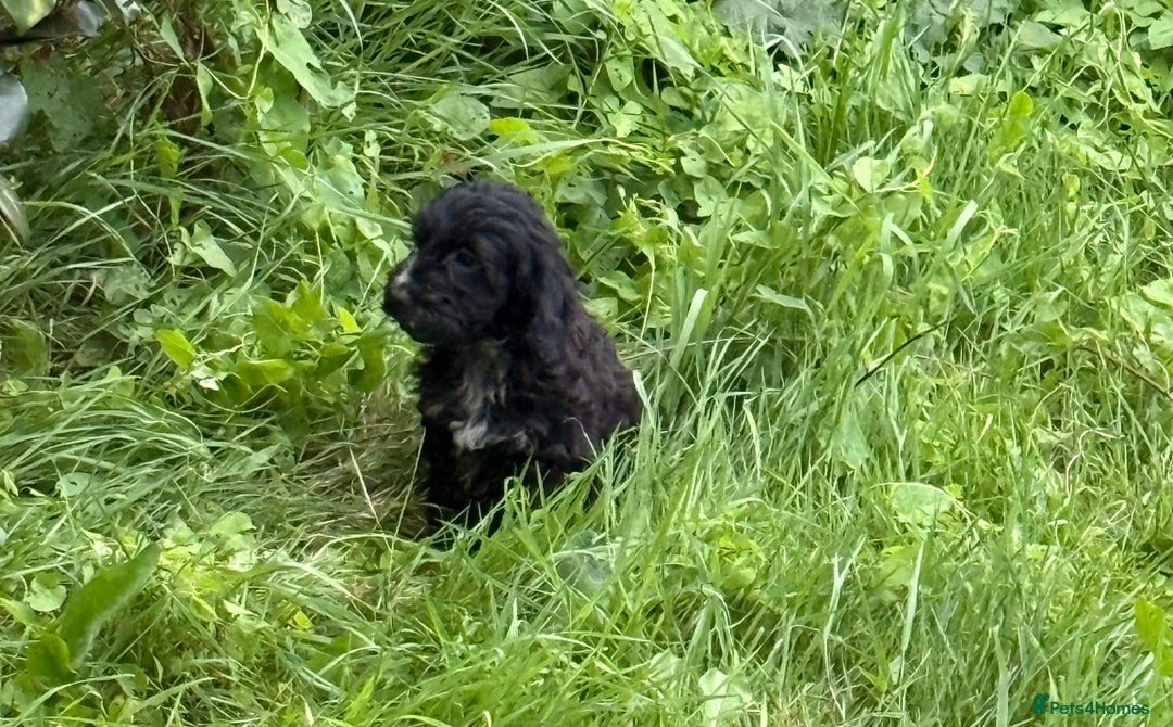 Cockapoo dogs for sale: Ready now F1 show type cocker spaniel  - Image 7