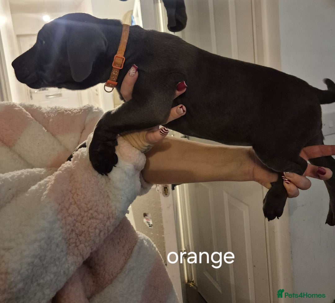 Cane Corso dogs for sale: Cane corso puppies - Advert 15