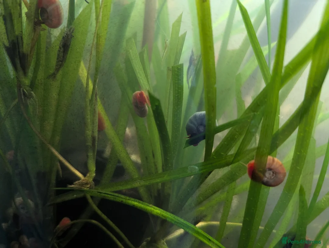 Snails invertebrates for sale: Ramshorn snails - Advert 3