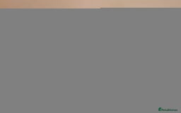 French Bulldog dogs for sale: Female French Bulldog - Image 5