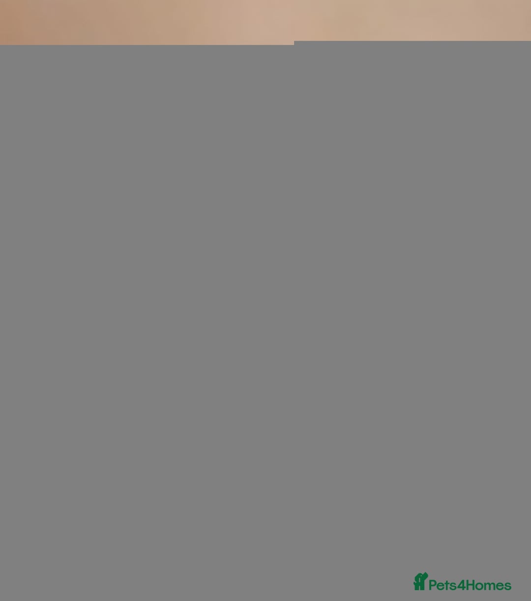 French Bulldog dogs for sale: Female French Bulldog - Image 5