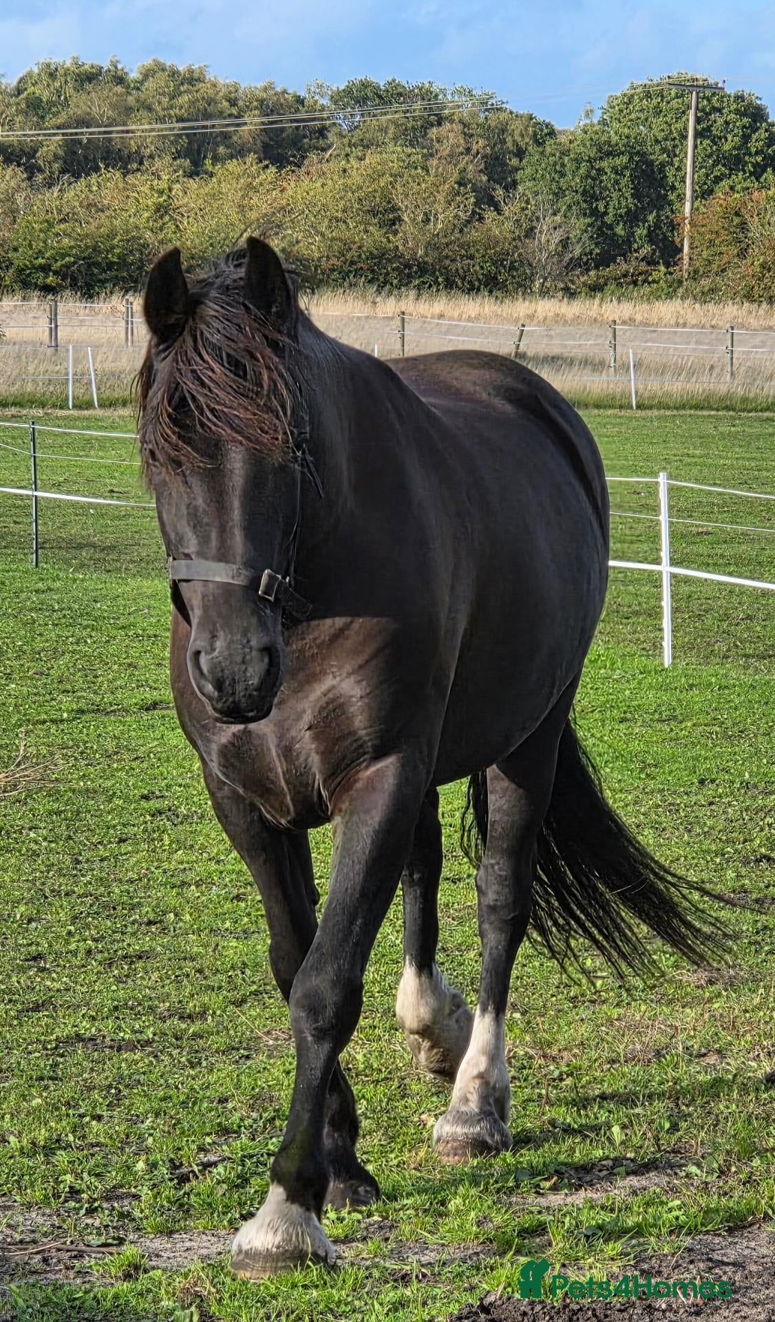 Welsh Section D horses Black Welsh Section D Gelding 14.3 - Advert 2