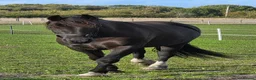 Welsh Section D horses for sale: Black Welsh Section D Gelding 14.3 in Ormskirk - Advert 1