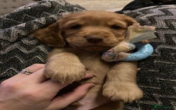 Cocker Spaniel dogs for sale: KC Show Cocker Spaniel Puppies - Due Sept  - Image 23