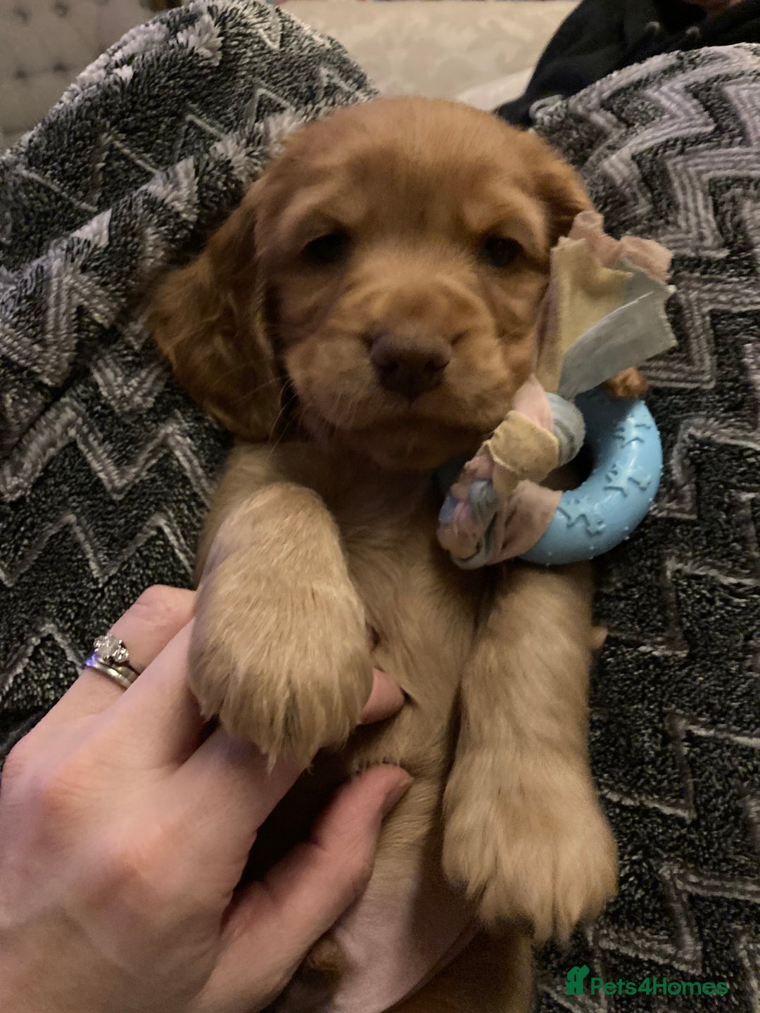 Cocker Spaniel dogs for sale: KC Show Cocker Spaniel Puppies - Due Sept  - Image 23