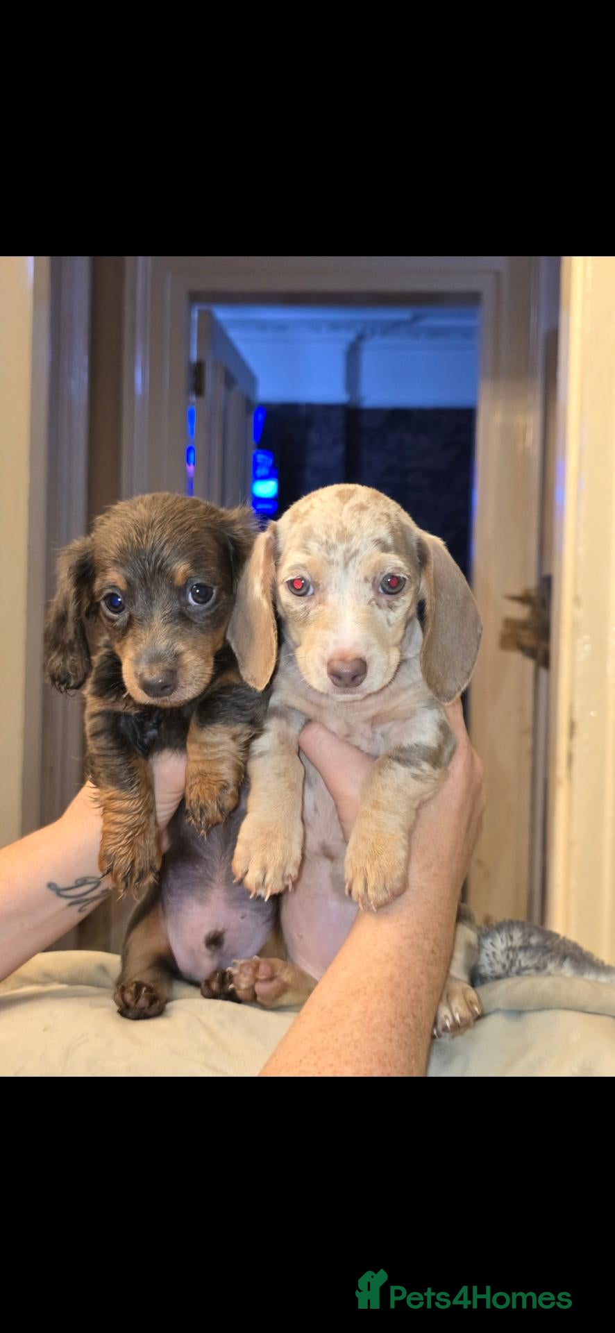 Miniature Dachshund dogs Minature 5 star Dashounds. - Advert 2
