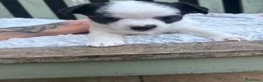 Jack Chi Puppy 1