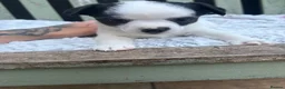 Jack Chi dogs for sale: Chihuahua x jack Russel puppies  - Advert 8