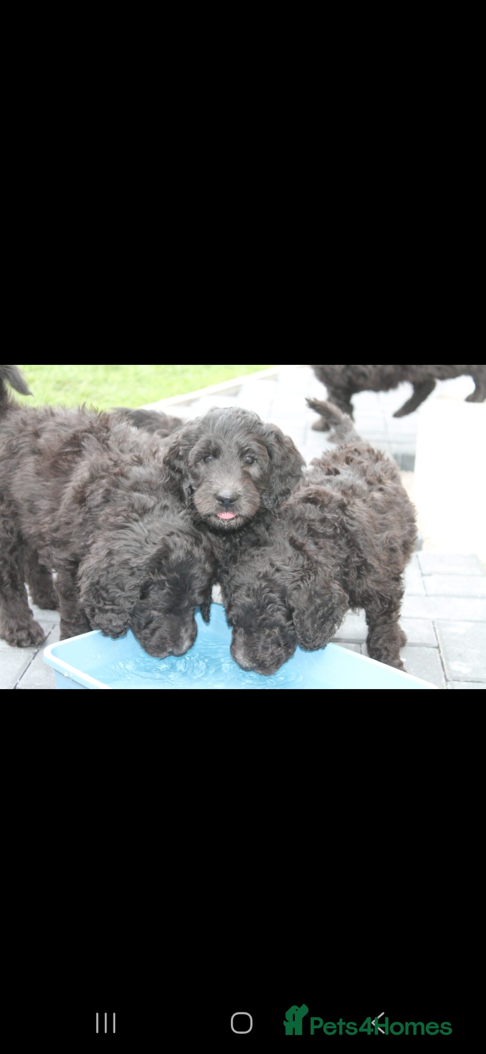 Goldendoodle dogs F1B Goldendoodle pupies - Advert 2