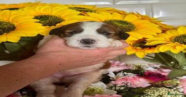 Saint Bernard dogs - Advert 3