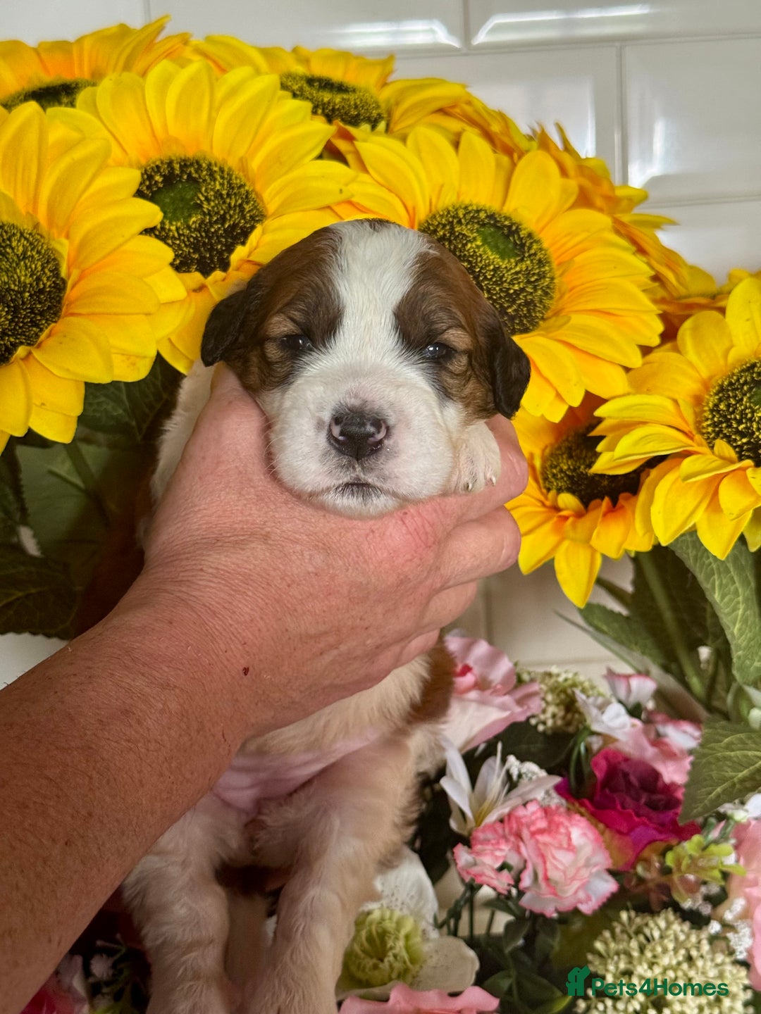 Saint Bernard dogs for sale: F1 st doodles puppies for sale - Image 2