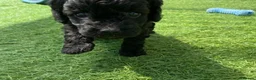 Cavapoo dogs for sale: Stunning toy-Cavapoo fully DNA tested parent   - Advert 20