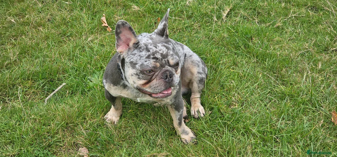 French Bulldog dogs for sale: 2 year old franch bulldog  in Bournemouth - Advert 3