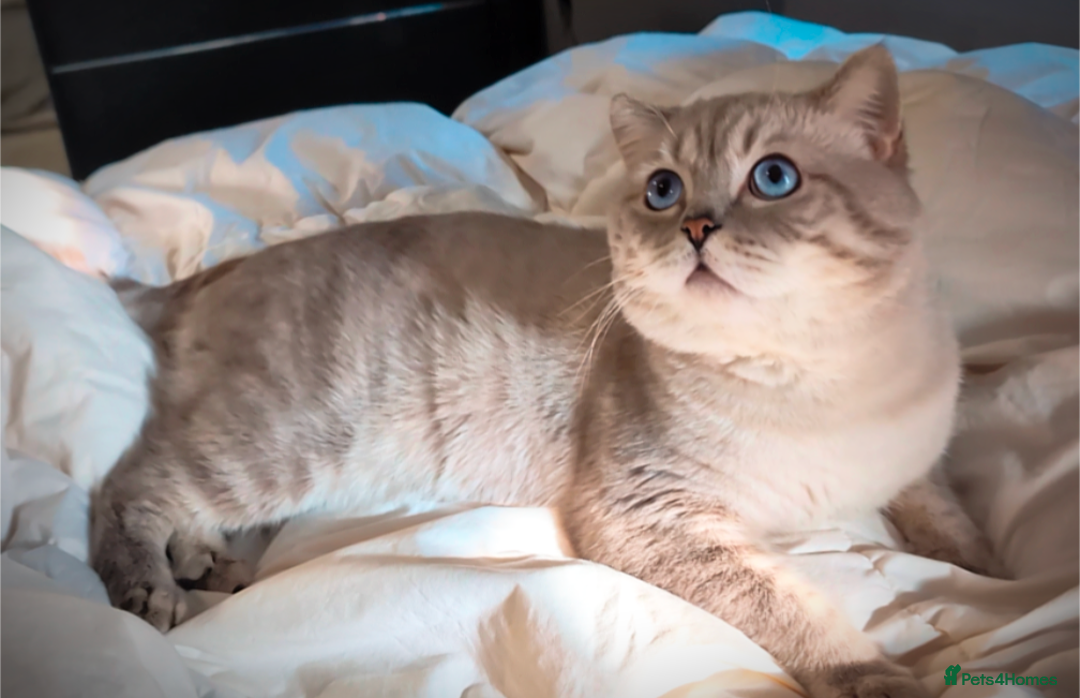 British Shorthair cats for stud: 🏆GCCF & TICA reg🪩BSH COLORPOINT🟥STUD - Advert 12