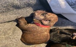 Mixed Breed dogs for sale: Cavapoo/Jack Russell puppies - Image 7