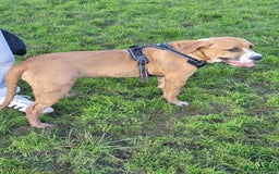 Mixed Breed dogs for sale: Millie to be rehomed - Image 8