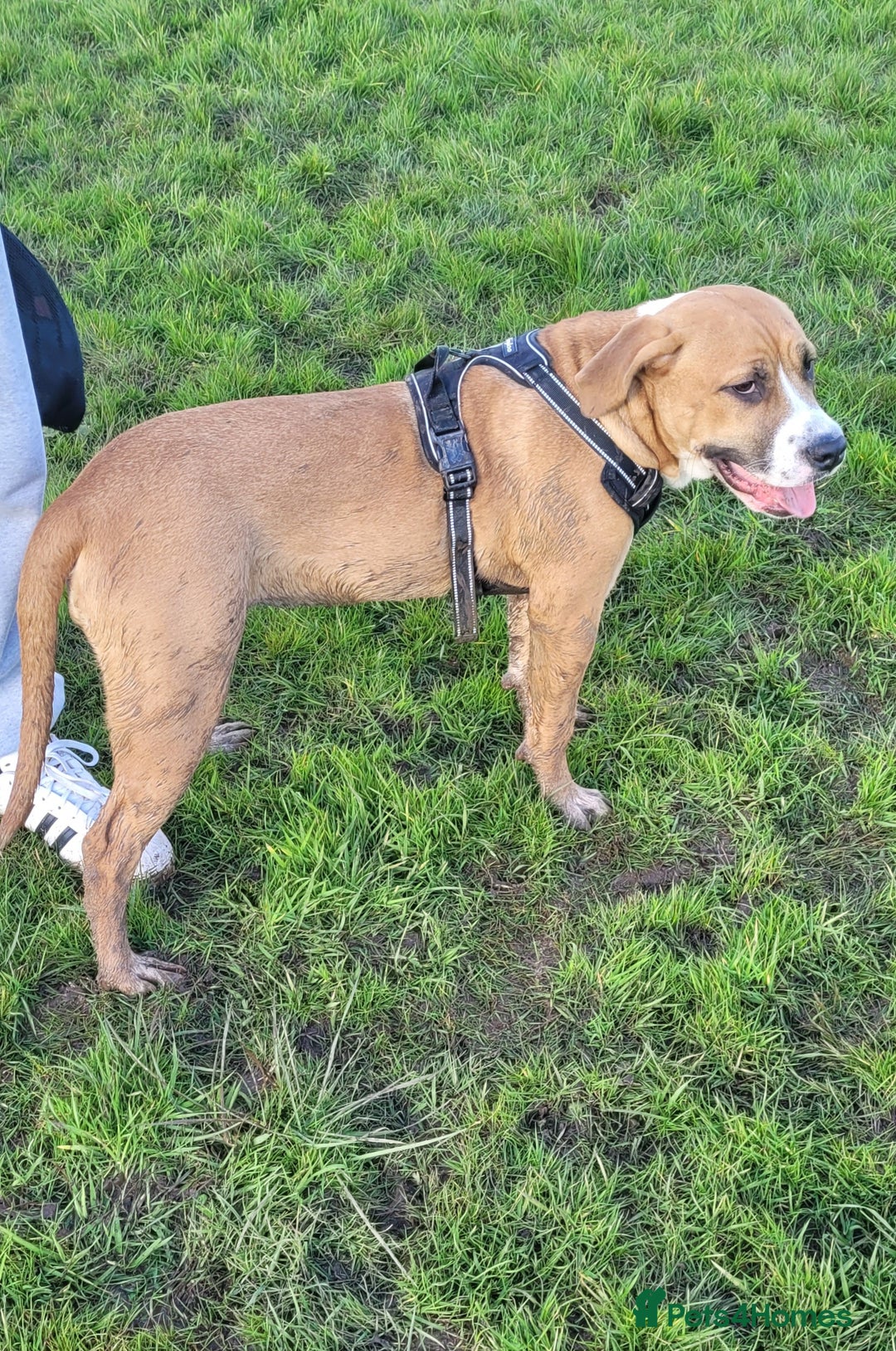 Mixed Breed dogs for sale: Millie to be rehomed - Image 8