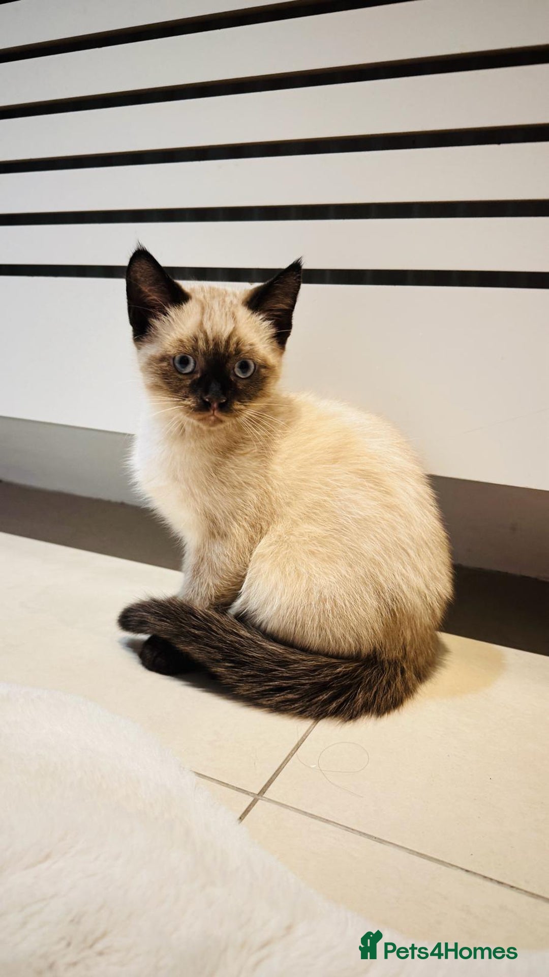 Mixed Breed cats for sale: Male and female kittens available - Advert 8