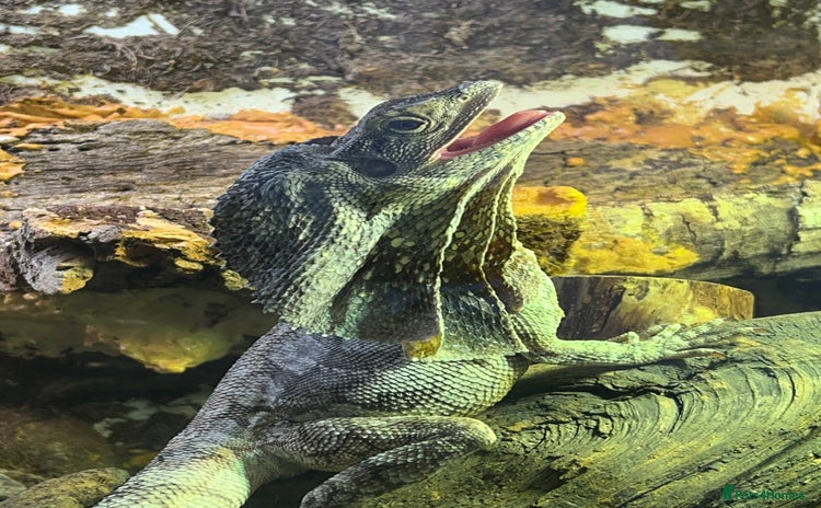 Dragon reptiles Frilled Neck Dragon Female & large vivarium  - Advert 1