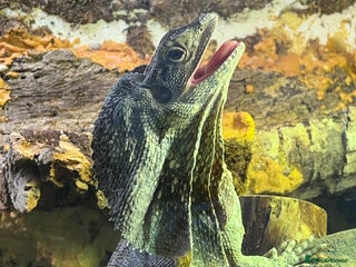 Dragon reptiles for sale: Frilled Neck Dragon Female & large vivarium - Advert 1