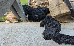 Cockapoo dogs for sale: Cockapoo boys  - Image 11