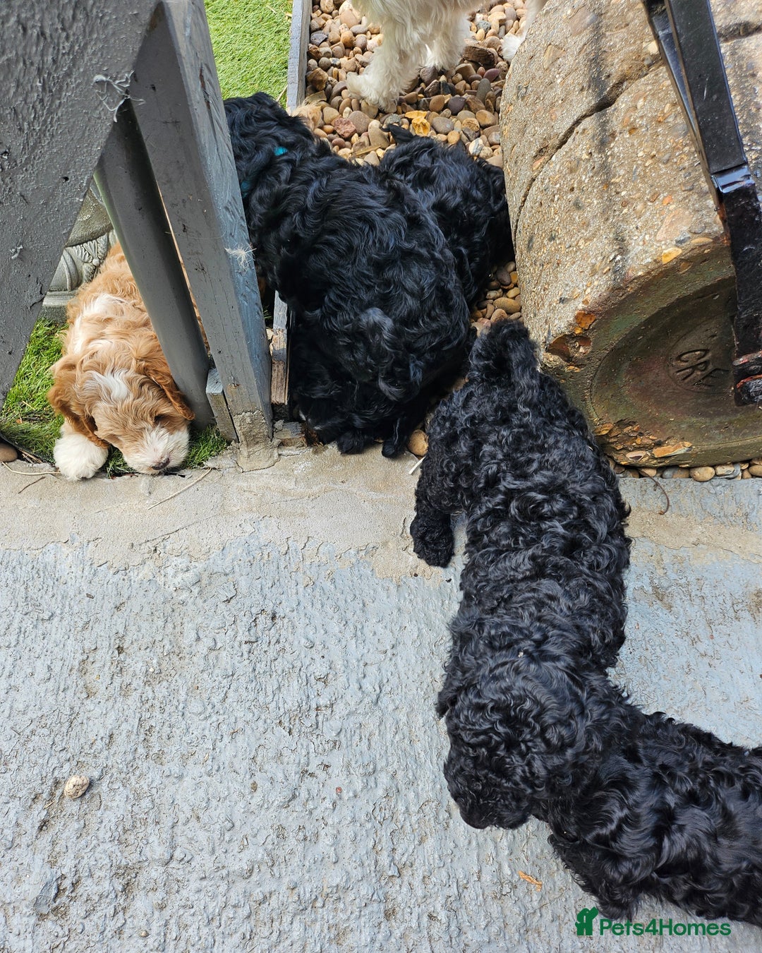 Cockapoo dogs for sale: Cockapoo boys  - Image 11