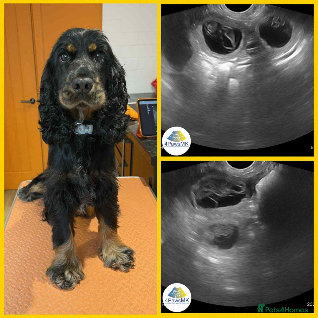 Cocker Spaniel dogs for sale: KC registered Show Cocker Spaniel  - Advert 4