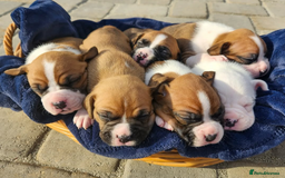 Boxer dogs for sale: Purebred Boxers Puppies - C3 Vacc Girls And Boys - Image 9