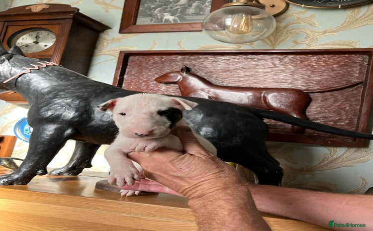 English Bull Terrier dogs - Advert 1